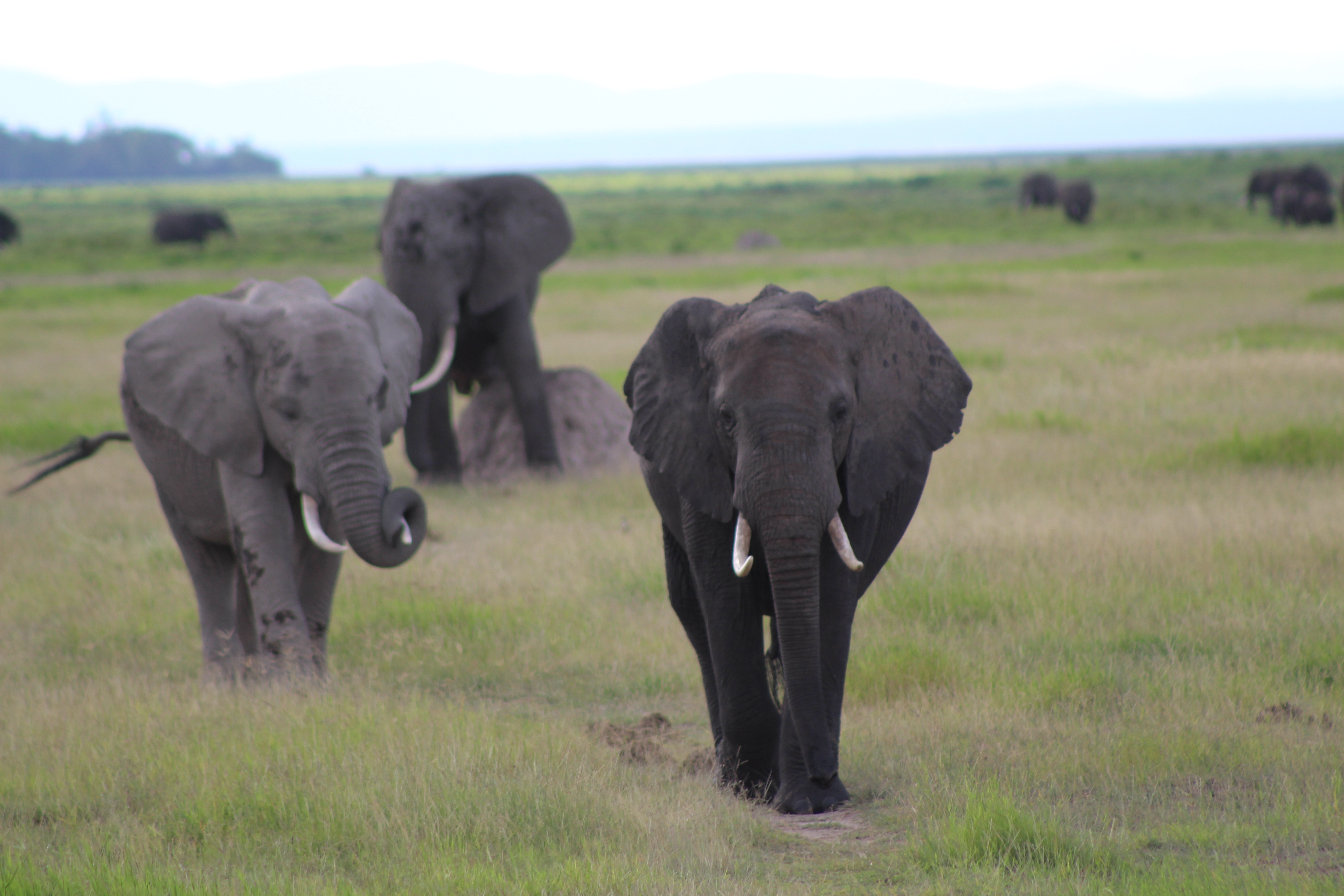 Safari Journey
