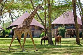12-Day Kenya Safari: Nairobi, Naivasha, Maasai Mara & Diani