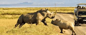 Ol Pejeta Conservancy Excursion