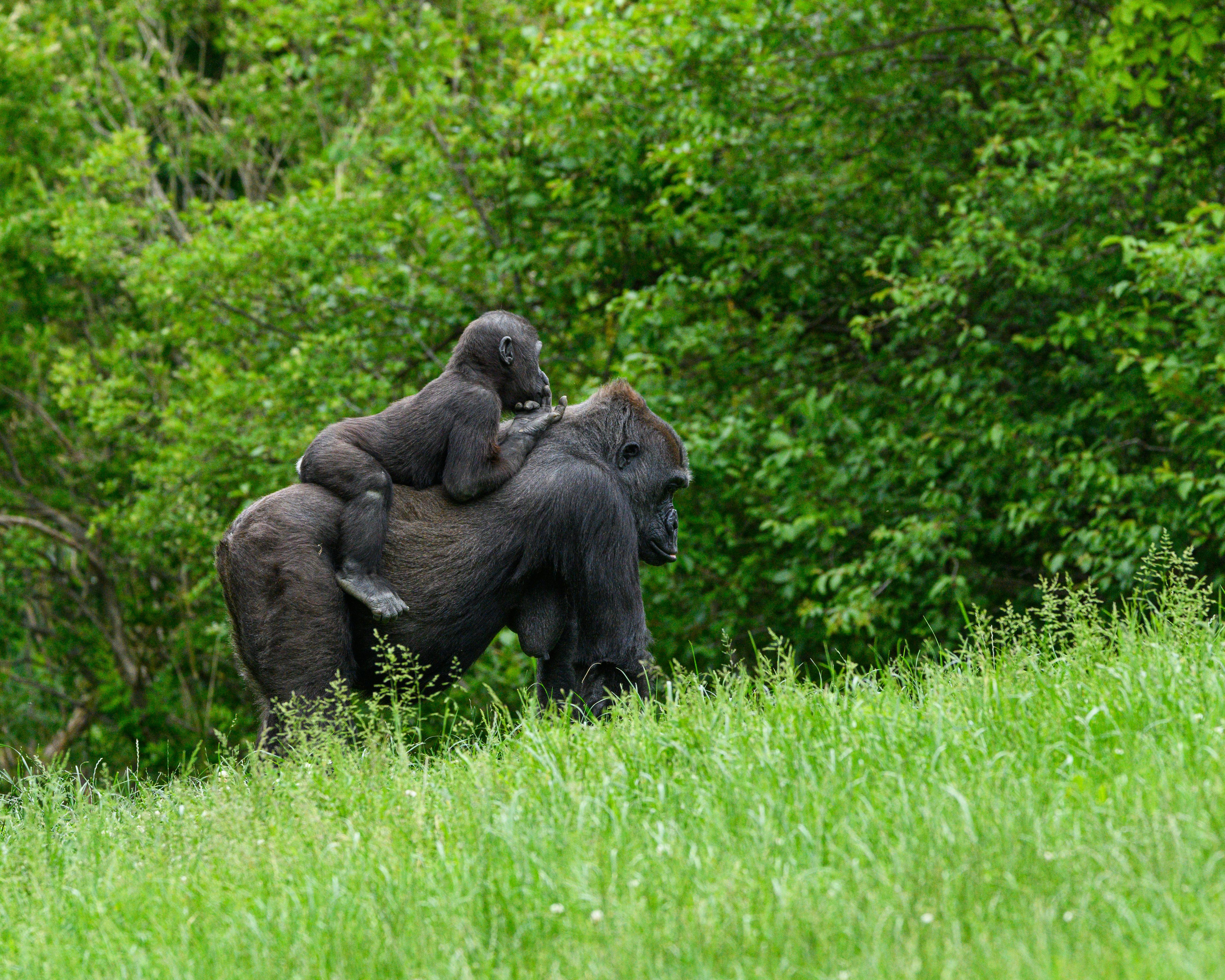 13-Day Uganda Adventure: Safaris, Forests & the Nile